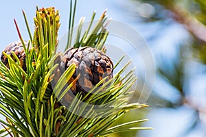 Close up of Whitebark Pine Pinus albicaulis cones surrounded by long, green, needles; California