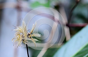 Close up of a whitered flower in autum