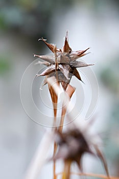 Close up of a whitered flower in autum