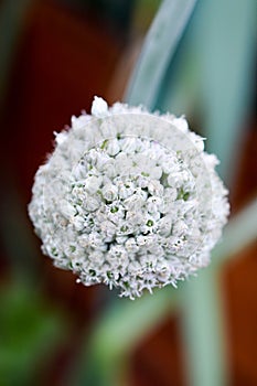 Close up of a whitered flower ball in autum