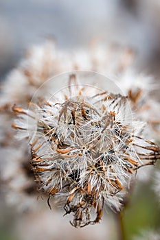 Close up of a whitered white and brown flower in autum