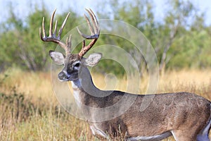 Close-up of a whitetail buck