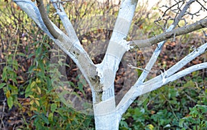 Close up on whitewashing fruit tree. Whitewashing apple tree trunk photo