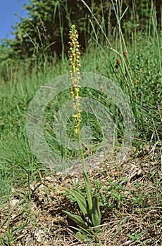 Aceras anthrophorum, Man Orchid plant with flower stems photo