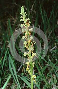 close up of the Aceras anthrophorum, Man Orchid plant with flower stems photo