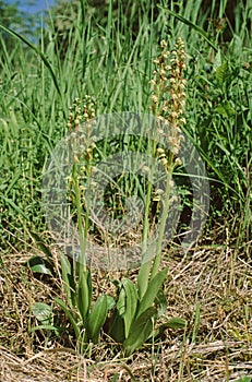 Aceras anthrophorum, Man Orchid plant with flower stems photo