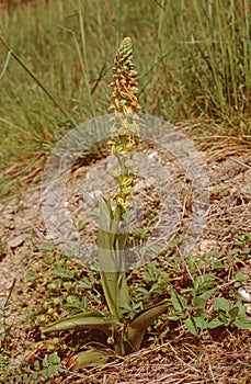 close up of the whole Aceras anthrophorum, Man Orchid plant with flower stems