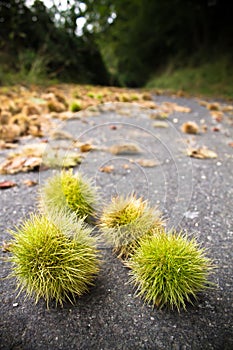 Close up on whole chestnuts lying on forest road in fall