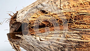 Close Up of a Whole Coconut Shell with Fibrous Texture on a White Background