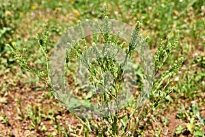 Close up of whole Least pepperwort or Virginia pepperweed, Lepidium virginicum, growing in West Central Texas