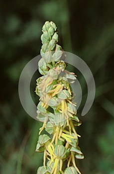 close up of a pedicil with flowers of the Aceras anthrophorum, Man Orchid plant photo
