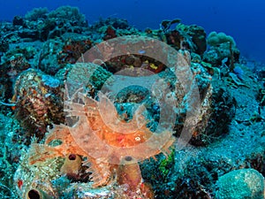 Weedy scorpionfish photo