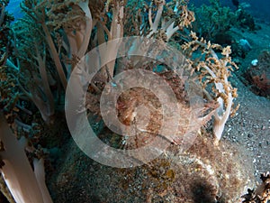 Weedy scorpionfish photo