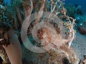 Weedy scorpionfish photo