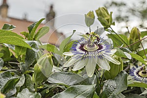 Close up of a wide open passion flower