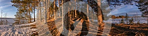 Close up wide panorama of pine tree forest on small hill illuminated by Sunset. Frozen icy lake from both sides with heavy dark