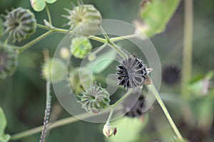 Close-up of wild Abutilon seeds