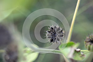 Close-up of wild Abutilon seeds