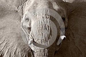 Close up of a Wild African Elephant