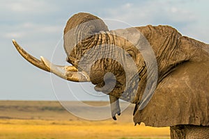 Close-up of wild African savanna elephant from Kenya.