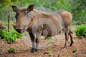 Close up of a wild African Warthog