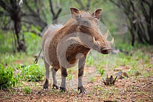 Close up of a wild African Warthog