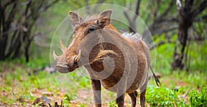 Close up of a wild African Warthog