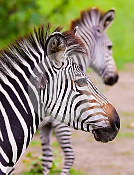 Close up of a wild African Zebra