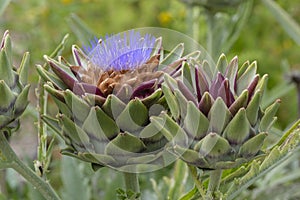 Close Up Wild Artichoke Flower At Muiden The Netherlands 13-7-2022