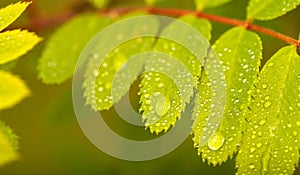 Close-up of wild ash leaf after rain