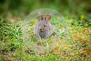 A close up of a wild baby rabbit