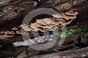 Close up of wild bark mushrooms growing on a dying tree in the jungle