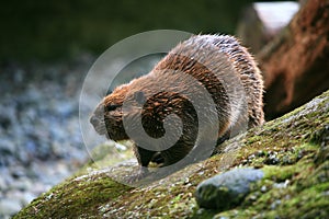 Close up of a wild Beaver in the PNW