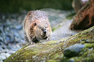 Close up of a wild Beaver in the PNW