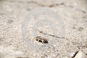 Close-up of a wild bee resting on a rough stone surface