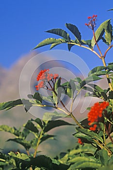 Close up of wild berries, Maroon Lake, Aspen, CO