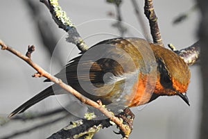 Close up of a wild bird, a Robin, perched on a twig photo