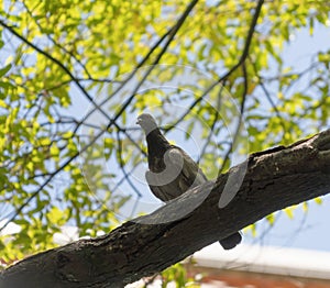 Close up of wild black Pigeon bird or dove isolated on branch, natural tree background in Singapore