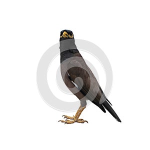Close up of wild black Pigeon bird or dove standing isolated on white background. Animal