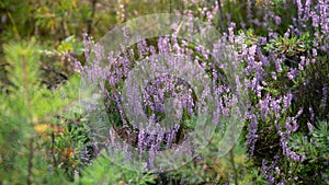 Close-up of wild bloomin pink heather in forest. Beautiful nature.