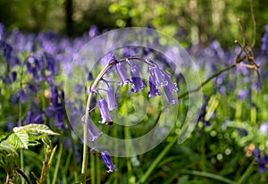 Close up of wild bluebells on the forest floor in spring, photographed at Old Park Wood nature reserve, Harefield, Hillingdon UK.