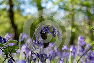 Close up of wild bluebells on the forest floor in spring, photographed at Old Park Wood nature reserve, Harefield, Hillingdon UK.