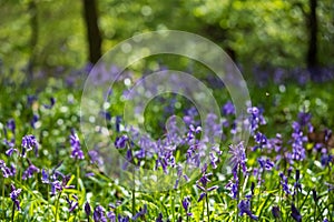 Close up of wild bluebells under the trees, photographed at Pear Wood in Stanmore, Middlesex, UK