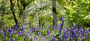 Close up of wild bluebells under the trees, photographed at Pear Wood in Stanmore, Middlesex, UK