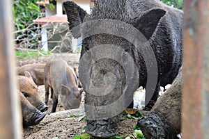 Close up wild boar