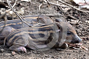 Wild boar piglets