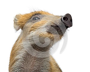 Close up of a Wild boar, Sus scrofa, isolated on white