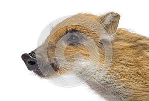 Close up of a Wild boar, Sus scrofa, looking away, isolated on white
