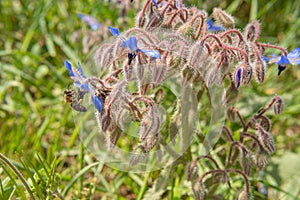 Close-up of the Wild Borage plant Borago officinalis