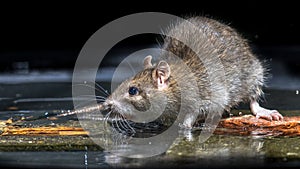 Close up of Wild brown rat in water